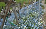THE HILL OF CROSSES SHOUTS FOR REMEMBERING WITH FORGET-ME NOTS